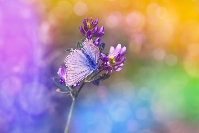 Mariposa